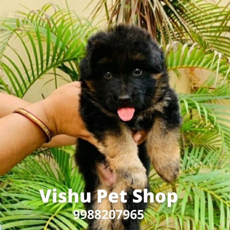 dog shop in pathankot