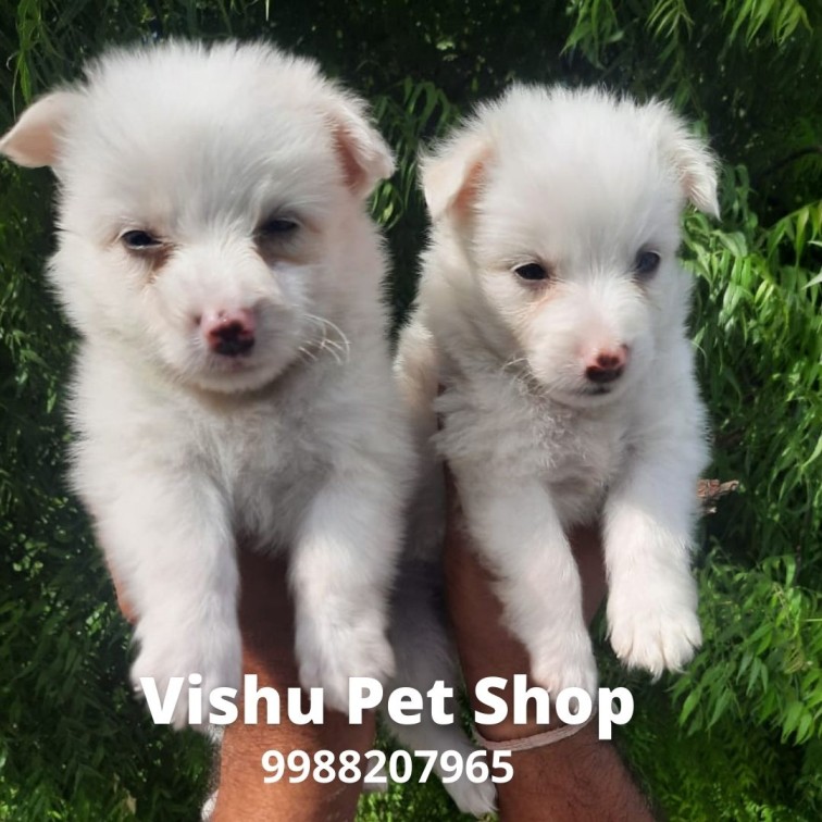 pet shop in pathankot